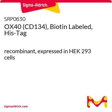 OX40 (CD134), Biotin Labeled, His-Tag recombinant, expressed in HEK 293 cells