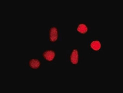 Anticorps anti-8-oxoguanine, clone 483.15 ascites fluid, clone 483.15, Chemicon&#174;