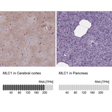 Anti-MLC1 antibody produced in rabbit Prestige Antibodies&#174; Powered by Atlas Antibodies, affinity isolated antibody, buffered aqueous glycerol solution