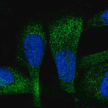 Anti-ZC3H7A antibody produced in rabbit Prestige Antibodies&#174; Powered by Atlas Antibodies, affinity isolated antibody