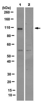 Anti-SLFN11 Antibody, clone 4G9 clone 4G9, 0.25&#160;mg/mL, from mouse