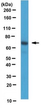 Anti-Pan-GRK Antibody, clone N145/20 clone N145/20, from mouse