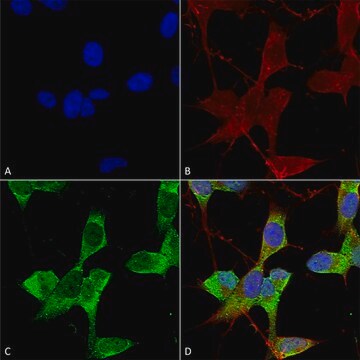 Monoclonal Anti-GABA A Receptor antibody produced in mouse clone S399-19