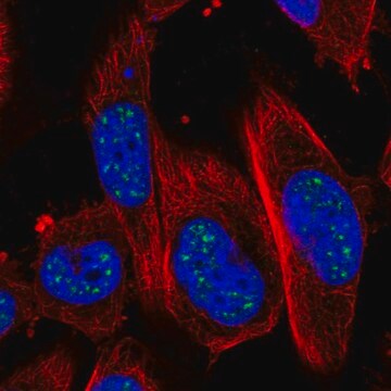 Anti-ADAMTS4 antibody produced in rabbit Prestige Antibodies&#174; Powered by Atlas Antibodies, affinity isolated antibody