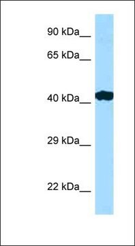 Anti-RILP antibody produced in rabbit affinity isolated antibody