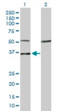 Anti-MYOG antibody produced in rabbit purified immunoglobulin, buffered aqueous solution