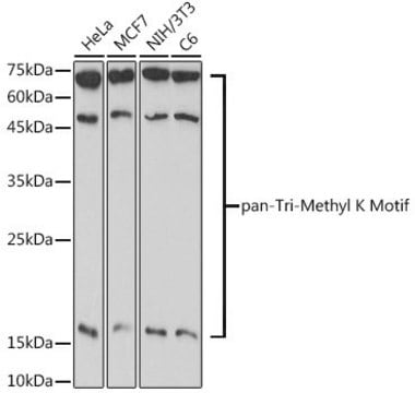 Anti-pan-Tri-Methyl lysine antibody produced in rabbit