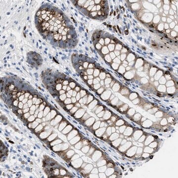 Anti-OR9K2 antibody produced in rabbit Prestige Antibodies&#174; Powered by Atlas Antibodies, affinity isolated antibody, buffered aqueous glycerol solution