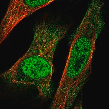 Anti-Irx3 Antibody Produced In Rabbit Prestige Antibodies&#174; Powered by Atlas Antibodies, affinity isolated antibody, buffered aqueous glycerol solution