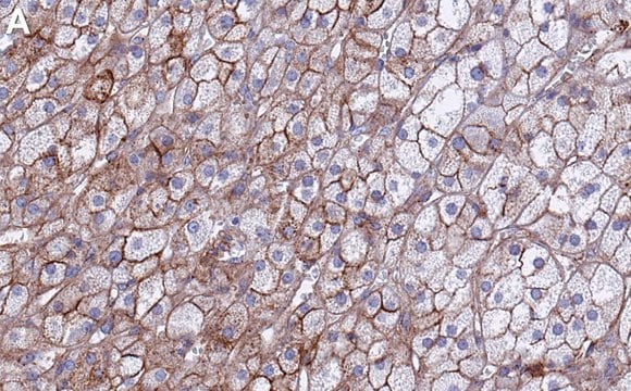 Anti-Flotillin 1 Antibody, clone 1F12-L1 ZooMAb&#174; Rabbit Monoclonal recombinant, expressed in HEK 293 cells