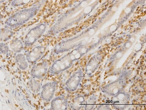 Monoclonal Anti-HCLS1 antibody produced in mouse clone 2A9, purified immunoglobulin, buffered aqueous solution