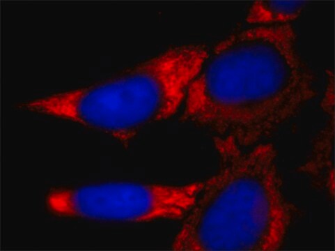 Monoclonal Anti-LIN28 antibody produced in mouse clone L28.5, tissue culture supernatant