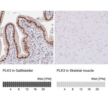 Anti-PLK3 antibody produced in rabbit Prestige Antibodies&#174; Powered by Atlas Antibodies, affinity isolated antibody, buffered aqueous glycerol solution