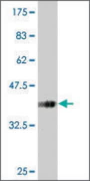 Monoclonal Anti-SLC13A3 antibody produced in mouse clone 3A6, purified immunoglobulin, buffered aqueous solution