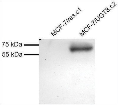 Anti-UGT8 antibody produced in goat affinity isolated antibody, buffered aqueous solution