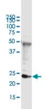 Monoclonal Anti-DDIT4L, (C-terminal) antibody produced in mouse clone 2E6, purified immunoglobulin, buffered aqueous solution