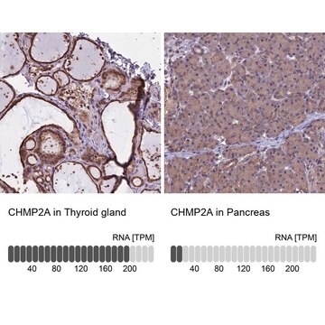 Anti-CHMP2A antibody produced in rabbit Prestige Antibodies&#174; Powered by Atlas Antibodies, affinity isolated antibody, buffered aqueous glycerol solution