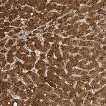 Anti-GNE antibody produced in rabbit Prestige Antibodies&#174; Powered by Atlas Antibodies, affinity isolated antibody, buffered aqueous glycerol solution