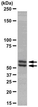 Anticuerpo anti-Smad2/3, clon C4T, monoclonal de conejo culture supernatant, clone C4T, from rabbit