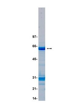 Białko MKK4/SKK1, aktywne, 10 µg Active, N-terminal GST tagged, murine MKK4 residues 34-end, for use in Kinase Assays.