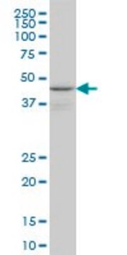 Anti-WIPI1 Mouse mAb (3C1) liquid, clone 3C1, Calbiochem&#174;