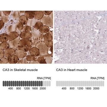 Anti-CA3 antibody produced in rabbit Prestige Antibodies&#174; Powered by Atlas Antibodies, affinity isolated antibody, buffered aqueous glycerol solution, Ab2