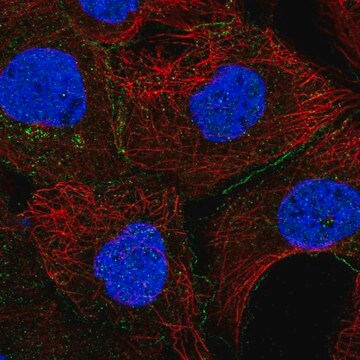 Anti-Eps8 Antibody Produced In Rabbit Prestige Antibodies&#174; Powered by Atlas Antibodies, affinity isolated antibody, buffered aqueous glycerol solution