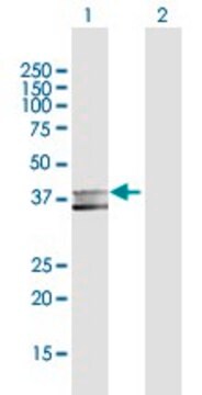 Anti-MPPE1 antibody produced in rabbit purified immunoglobulin, buffered aqueous solution