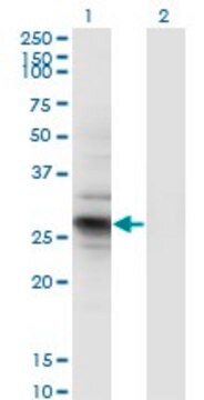 Monoclonal Anti-IDI2 antibody produced in mouse clone 1C11, purified immunoglobulin, buffered aqueous solution