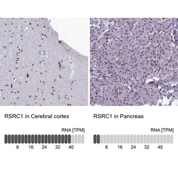 Anti-RSRC1 antibody produced in rabbit Prestige Antibodies&#174; Powered by Atlas Antibodies, affinity isolated antibody, buffered aqueous glycerol solution