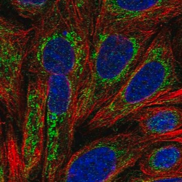 Anti-Sel1L3 Antibody Produced In Rabbit Prestige Antibodies&#174; Powered by Atlas Antibodies, affinity isolated antibody, buffered aqueous glycerol solution