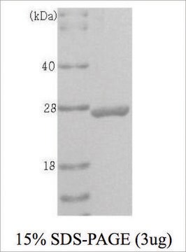 UCHL1 human recombinant, expressed in E. coli, &#8805;95% (SDS-PAGE)