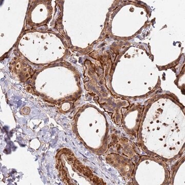 Anti-DUS4L antibody produced in rabbit Prestige Antibodies&#174; Powered by Atlas Antibodies, affinity isolated antibody, buffered aqueous glycerol solution