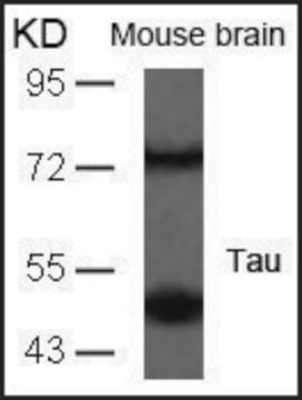 Anti-MAPT (Ab-235) antibody produced in rabbit affinity isolated antibody