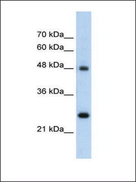 Anti-CHGA (AB2) antibody produced in rabbit IgG fraction of antiserum