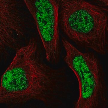 Anti-LCORL antibody produced in rabbit Prestige Antibodies&#174; Powered by Atlas Antibodies, affinity isolated antibody