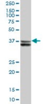 Anti-SUGT1 antibody produced in mouse purified immunoglobulin, buffered aqueous solution