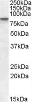 Anti-CLLD8/SETDB2 antibody produced in goat affinity isolated antibody, buffered aqueous solution