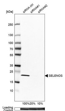 Anti-SELENOS antibody produced in rabbit affinity isolated antibody, buffered aqueous glycerol solution