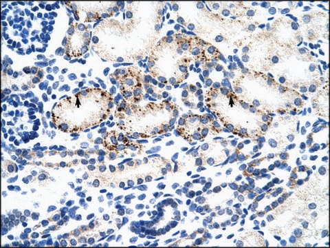 抗-BMP7 兔抗 IgG fraction of antiserum