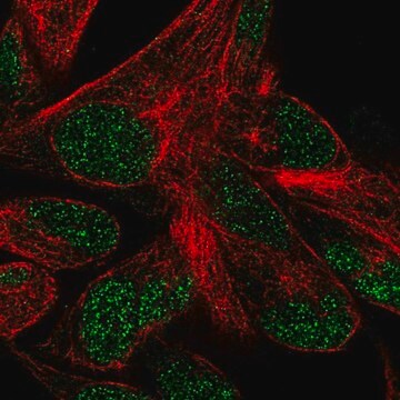 Anti-POLR3F antibody produced in rabbit Prestige Antibodies&#174; Powered by Atlas Antibodies, affinity isolated antibody