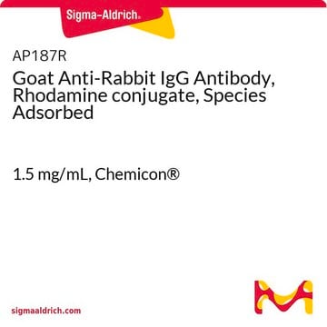 Goat Anti-Rabbit IgG Antibody, Rhodamine conjugate, Species Adsorbed 1.5&#160;mg/mL, Chemicon&#174;