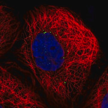 Anti-CTNS antibody produced in rabbit Prestige Antibodies&#174; Powered by Atlas Antibodies, affinity isolated antibody