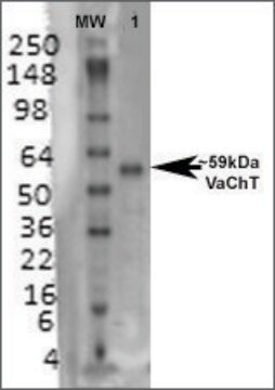 Monoclonal Anti-Vacht - PerCP antibody produced in mouse clone S6-38, purified immunoglobulin