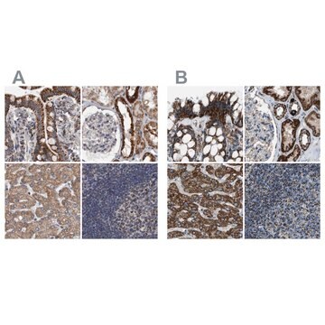 Anti-MDH2 antibody produced in rabbit Prestige Antibodies&#174; Powered by Atlas Antibodies, affinity isolated antibody, buffered aqueous glycerol solution