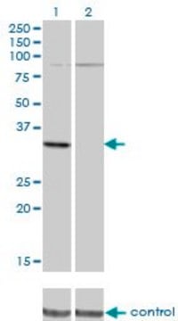 Monoclonal Anti-PRPS2 antibody produced in mouse clone 4C1, purified immunoglobulin, buffered aqueous solution