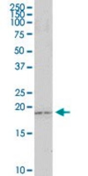 Anti-CARD16 antibody produced in rabbit purified immunoglobulin, buffered aqueous solution