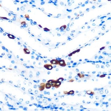 Anti-PIWIL1 antibody produced in rabbit