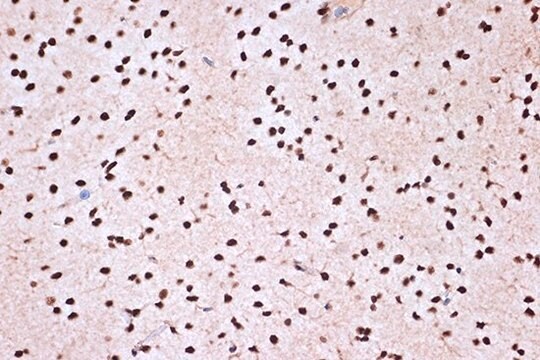 Anti-KHSRP antibody produced in rabbit