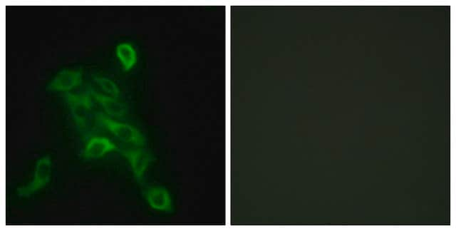 Anti-COX6C antibody produced in rabbit affinity isolated antibody